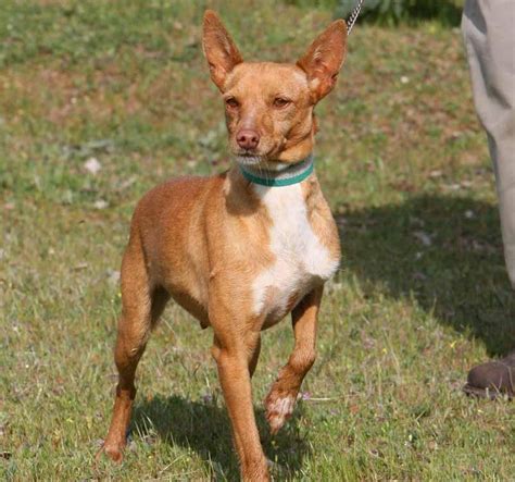 venta podencos|Perros de caza podenco